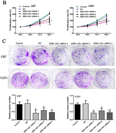 Ijms Free Full Text A Long Noncoding Rna Zeb1 As1 Promotes