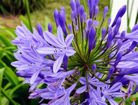 Top 149 Fotos De Flores Moradas Y Sus Nombres Anmbmx Porn Sex Picture