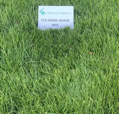 Dense Shade Lawn Seed Mixture Twin City Seed Company