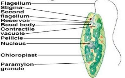 Characteristics of Phylum Bacillariophyta - QS Study