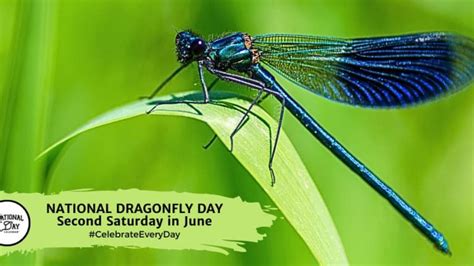 NATIONAL DRAGONFLY DAY | June 8 - National Day Calendar