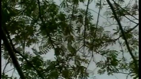 Ass That Scene Pornhub