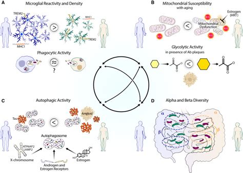 Mechanisms Of Sex Differences In Alzheimers Disease Neuron