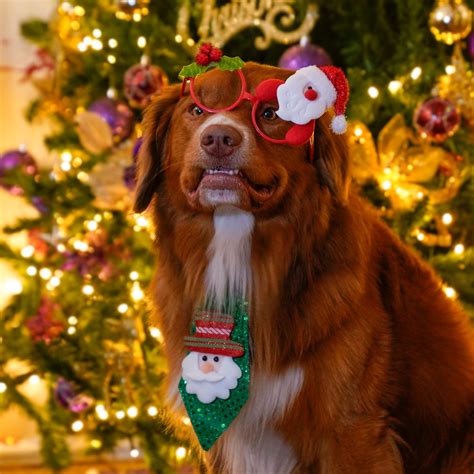 Derpy Christmas portrait 2018 - Styx