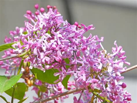 Blooming purple lilac stock image. Image of full, flower - 313775829