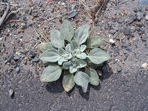 Turkey Mullein
