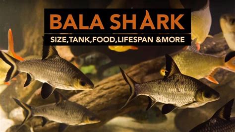 Bala Shark (Silver Shark) Size, Tank, Food, Lifespan & More ...