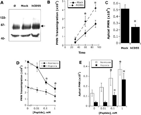 Figure 1 From The FASEB Journal Research Communication HIF Dependent