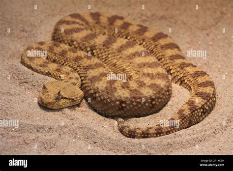 Desert Horned Viper Cerastes Cerastes Captive Stock Photo Alamy