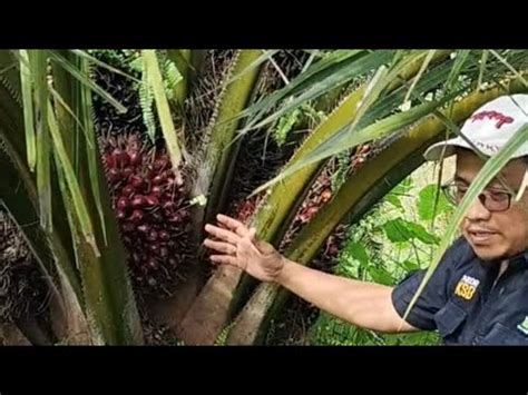 Sawit Kurang Terawat Masih Tetap Berbuah Lebat Sekali Panen