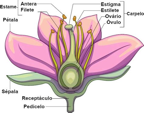 Parte Masculina Da Flor - Flor: o que é, função, partes, inflorescência - Brasil Escola | Parts ...