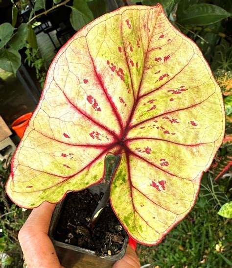 Heart-stopping Caladiums 💗 Blog #14