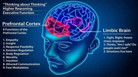 Prefrontal Cortex Ppt