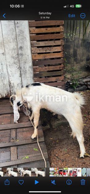 Jamunapari Male Goat For Sale In Panadura Ikman