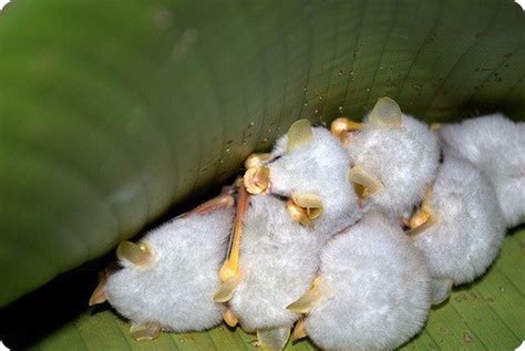 Белая летучая мышь (Ectophylla alba) Ectophylla alba – бесхвостые белые ...