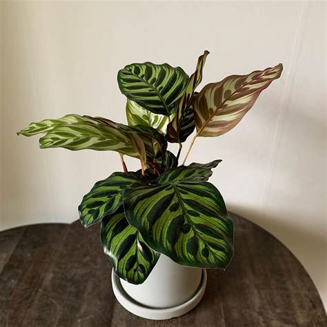 Experience The Exotic Beauty Of Calathea Makoyana