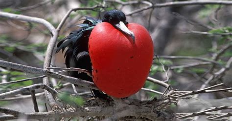 Magnificent Frigatebird Facts: They Love to Steal, from Fish to Sticks ...