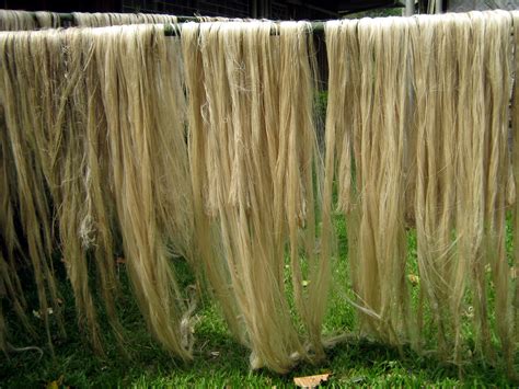 ABACA: STRONGEST NATURAL FIBER REDISCOVERED (First of Two Parts) - Edge