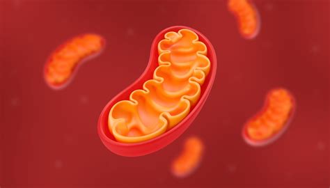 link   mitochondria  ms brain damage ucr news uc