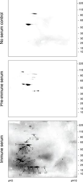 Tasmanian devils | PLOS ONE