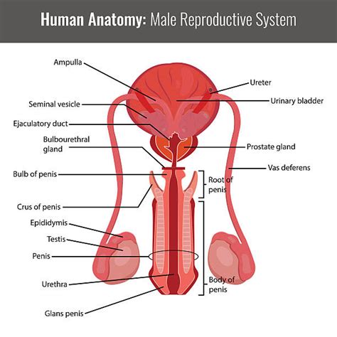 140 Epidídimo Ilustraciones De Stock Gráficos Vectoriales Libres De