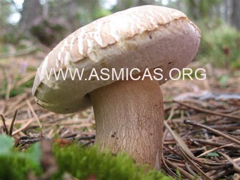 Gu A Completa Para Identificar Y Cultivar Boletus Edulis Blanco