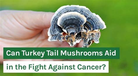 Can Turkey Tail Mushrooms Aid In The Fight Against Cancer Organixx