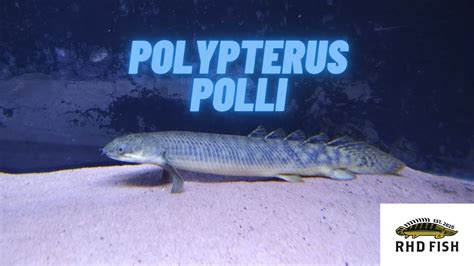 Polypterus Profile Pollimarbled Bichir Ikan Palmas Polli Youtube
