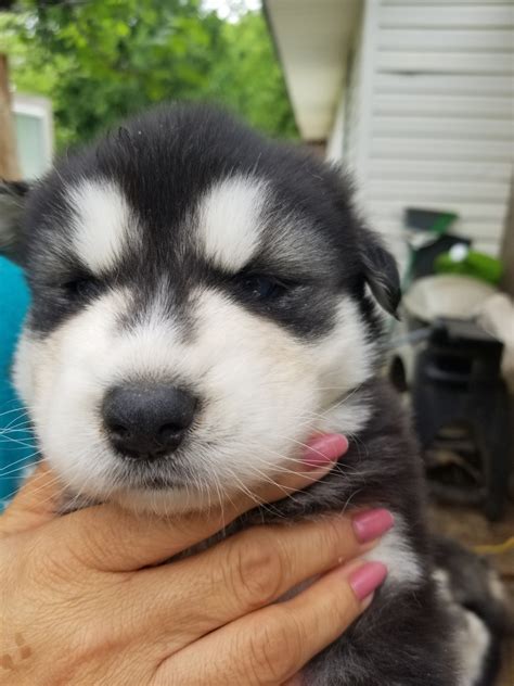 Alaskan Malamute Puppies For Sale Denton Tx 327719
