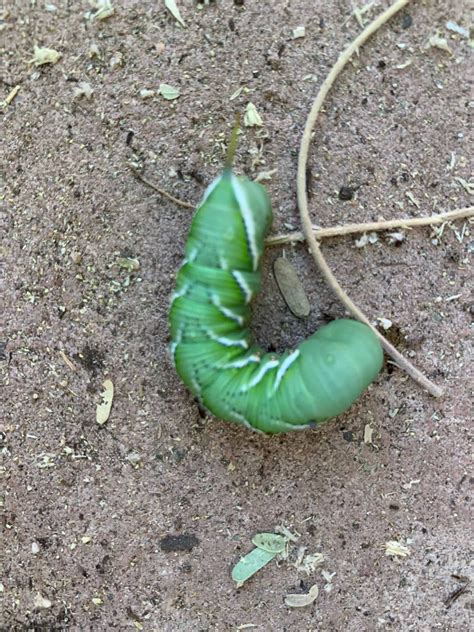 How to Get Rid of Tomato Hornworms with Lots of Pictures