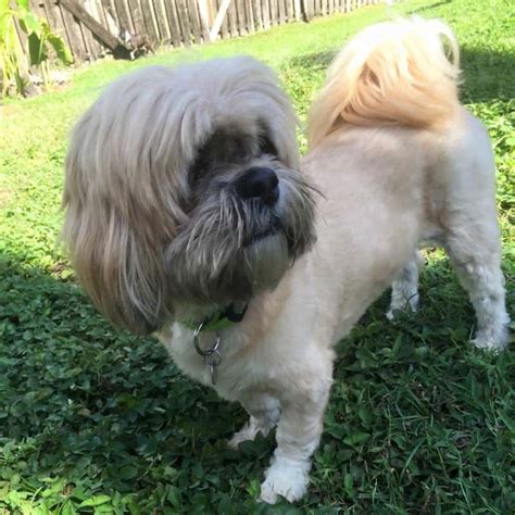 What Is A Lhasa Apso Shih Tzu Mix? (Cost, Personality, Health, Temperament, and Training ...