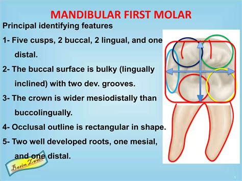 Mandibular Molars Ppt