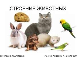Строение животных (3 класс) - презентация, доклад, проект скачать
