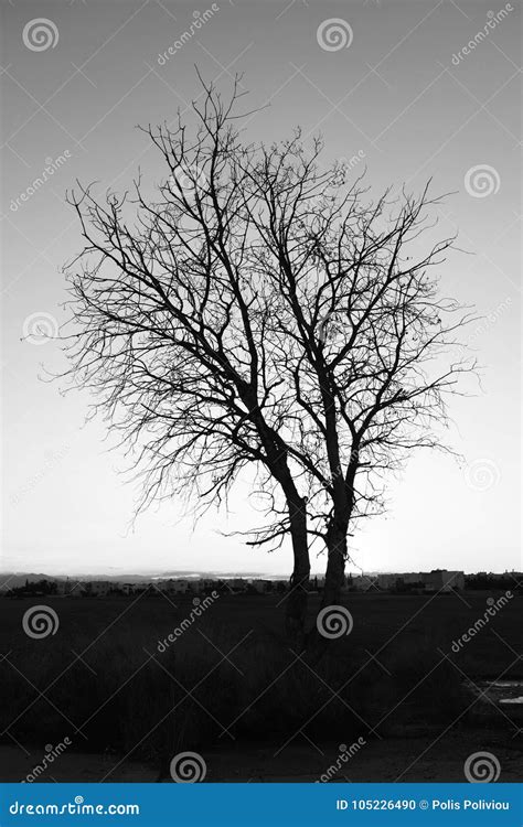 Beauty In Nature With A Naked Tree Stock Photo Image Of Ecological
