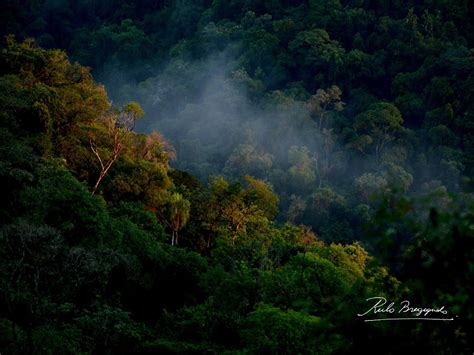 Misiones Posible La Bioeconom A Como Estrategia De Desarrollo