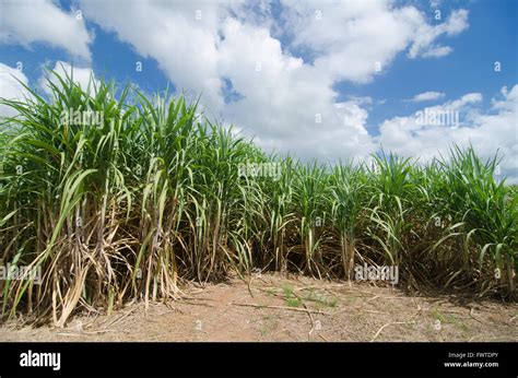 Zuckerrohrstroh Fotos und Bildmaterial in hoher Auflösung Alamy