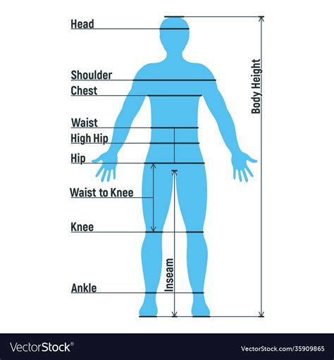 Male Size Chart Anatomy Human Character People Vector Image