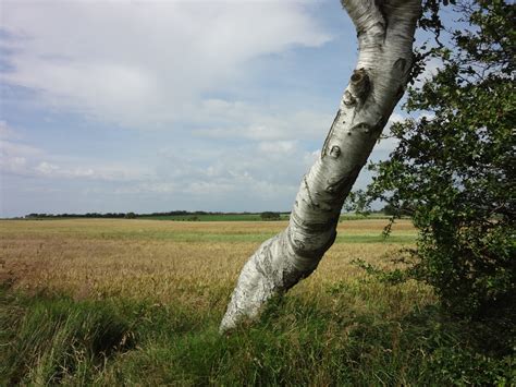 Gratis billeder landskab træ natur græs klippe Mark eng blomst