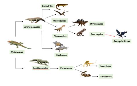 Evoluci N De Los Reptiles Reptilia Y La Manzana