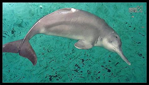 "Extinct" Goddess of the Yangtze river dolphin photographed alive | Animals 24-7