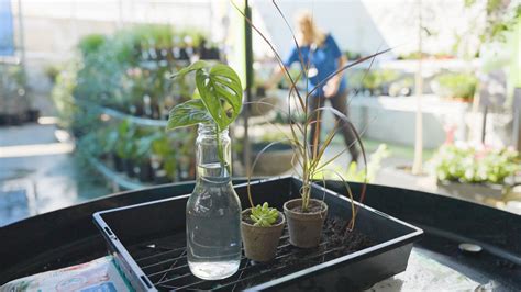 propagate plants