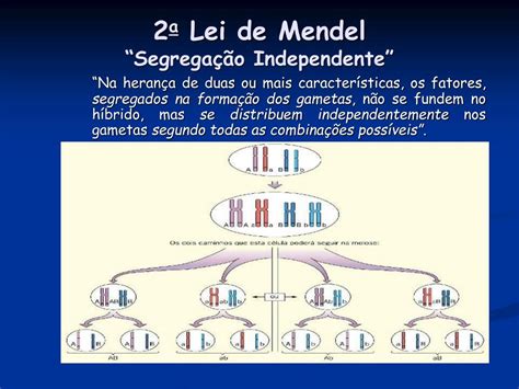 O Que Diz A Segunda Lei De Mendel - 7