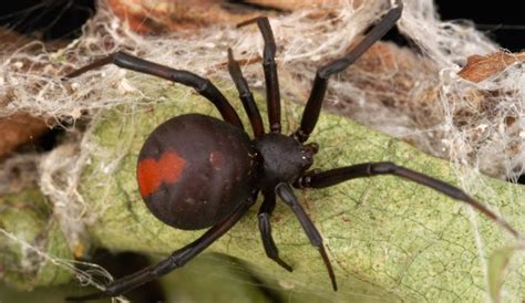 Espalda roja una de las arañas más peligrosas del mundo