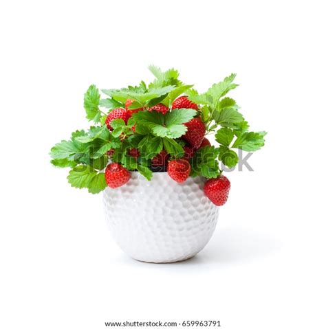 19,136 Strawberry Plant Small Images, Stock Photos, 3D objects ...