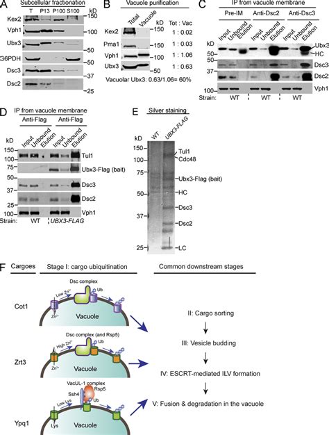 Biochemical Evidence For The Vacuolar Localization Of The Dsc Complex