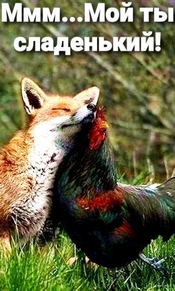 Pin by Игрь Кондуков on смешно | Unlikely animal friends, Unusual ...