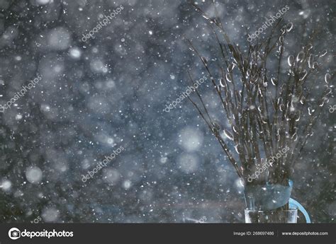 Pussy Willow Willow Branches Bloom Spring Concept Easter Holiday Background Stock Photo By