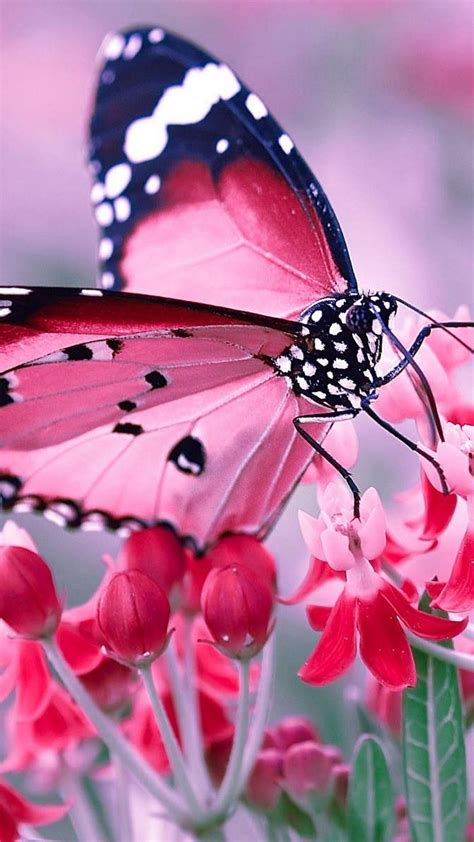 Cute Aesthetic Pink Butterfly Wallpapers Wallpaper Cave