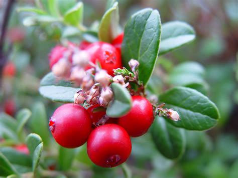 Wintergreen facts and health benefits