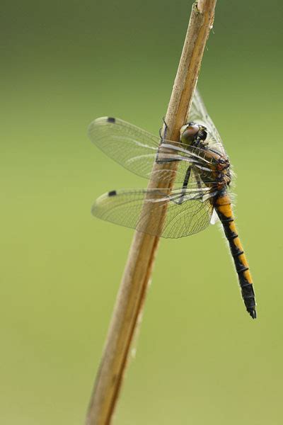 Noordse Witsnuitlibel Leucorrhinia Rubicunda